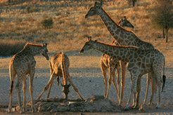 foto Ruta del Okavango en Esencia